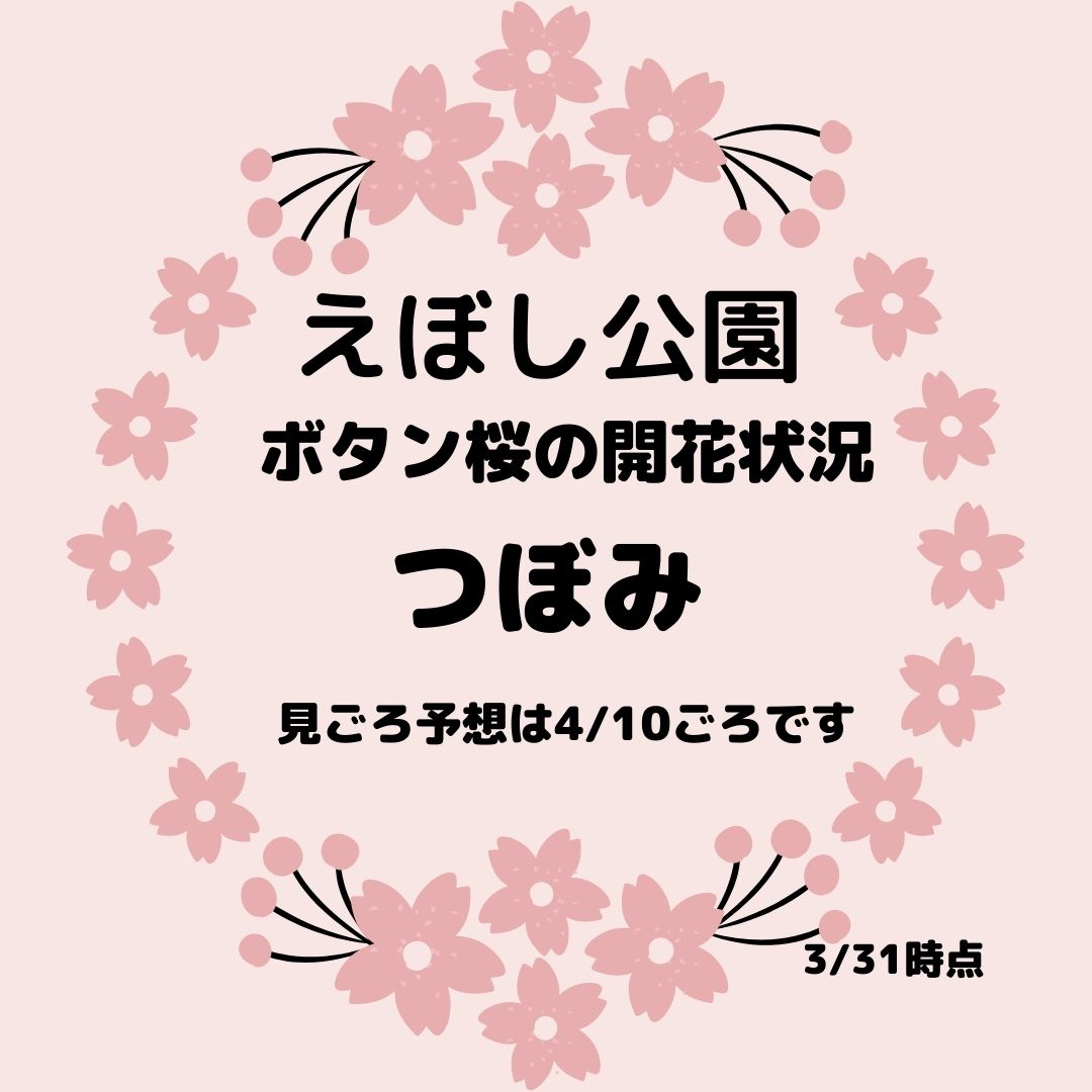 大野町のえぼし公園のボタン桜の開花状況を更新しました 大分県豊後大野市 観光 食べる 総合情報サイト ぶんご大野 里の旅公社