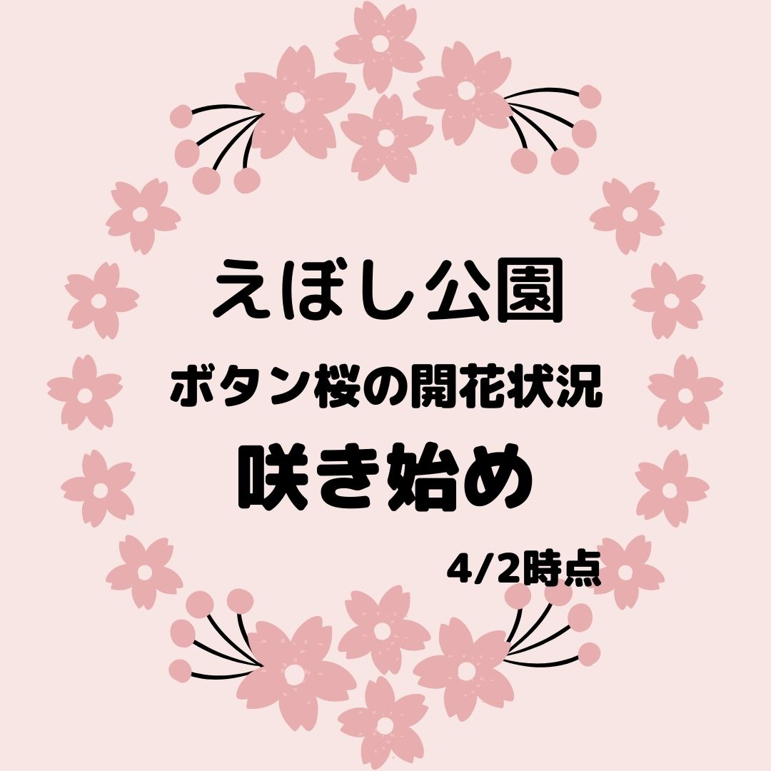 大野町のえぼし公園のボタン桜の開花状況を更新しました Vol 2 大分県豊後大野市 観光 食べる 総合情報サイト ぶんご大野 里の旅公社