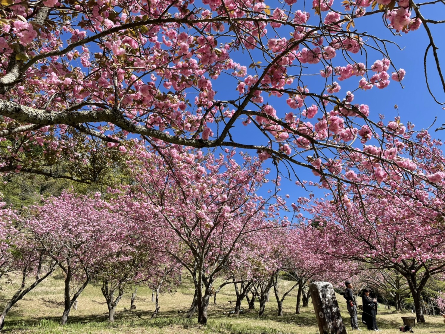 大野町のえぼし公園のボタン桜の開花状況を更新しました Vol 2 大分県豊後大野市 観光 食べる 総合情報サイト ぶんご大野 里の旅公社