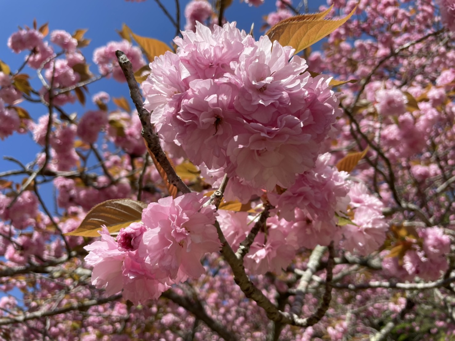 大野町のえぼし公園のボタン桜の開花状況を更新しました Vol 2 大分県豊後大野市 観光 食べる 総合情報サイト ぶんご大野 里の旅公社