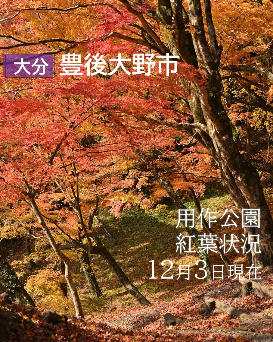 用作公園 紅葉状況（12月3日現在） - 大分県豊後大野市＜観光・食べる